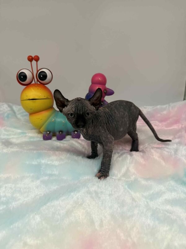 Purradox Elowen Black Tortie Elf Sphynx