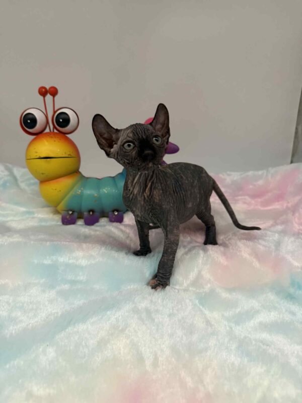 Purradox Elowen Black Tortie Elf Sphynx