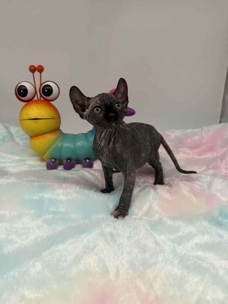 Purradox Elowen Sphynx kitten at Purradox Sphynxery