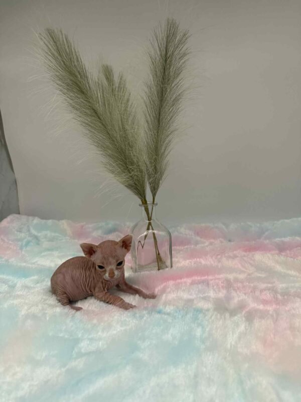 Red and White Canadian Sphynx Solis