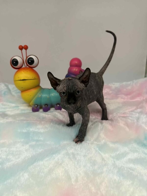 Purradox Elowen Black Tortie Elf Sphynx