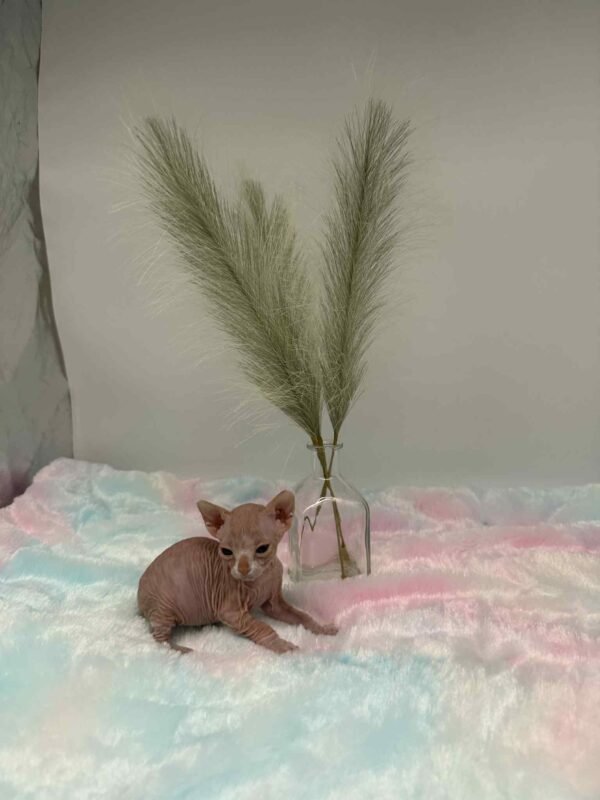 Red and White Canadian Sphynx Solis