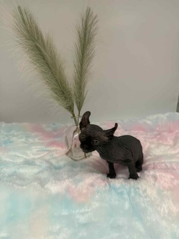 Aethera Black Elf Sphynx