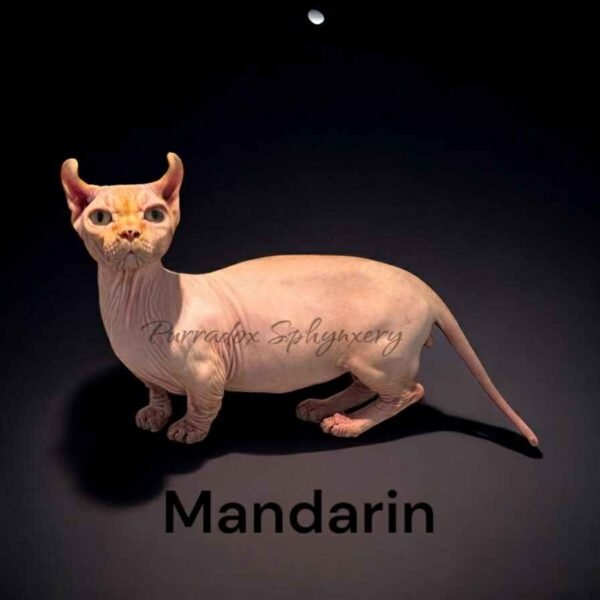 Male Red Dwelf Sphynx