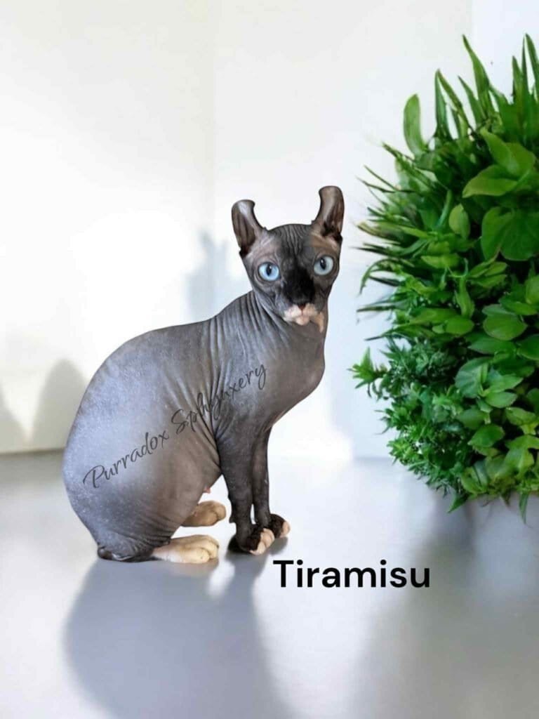 Misu Purradox Sphynx breeding cat