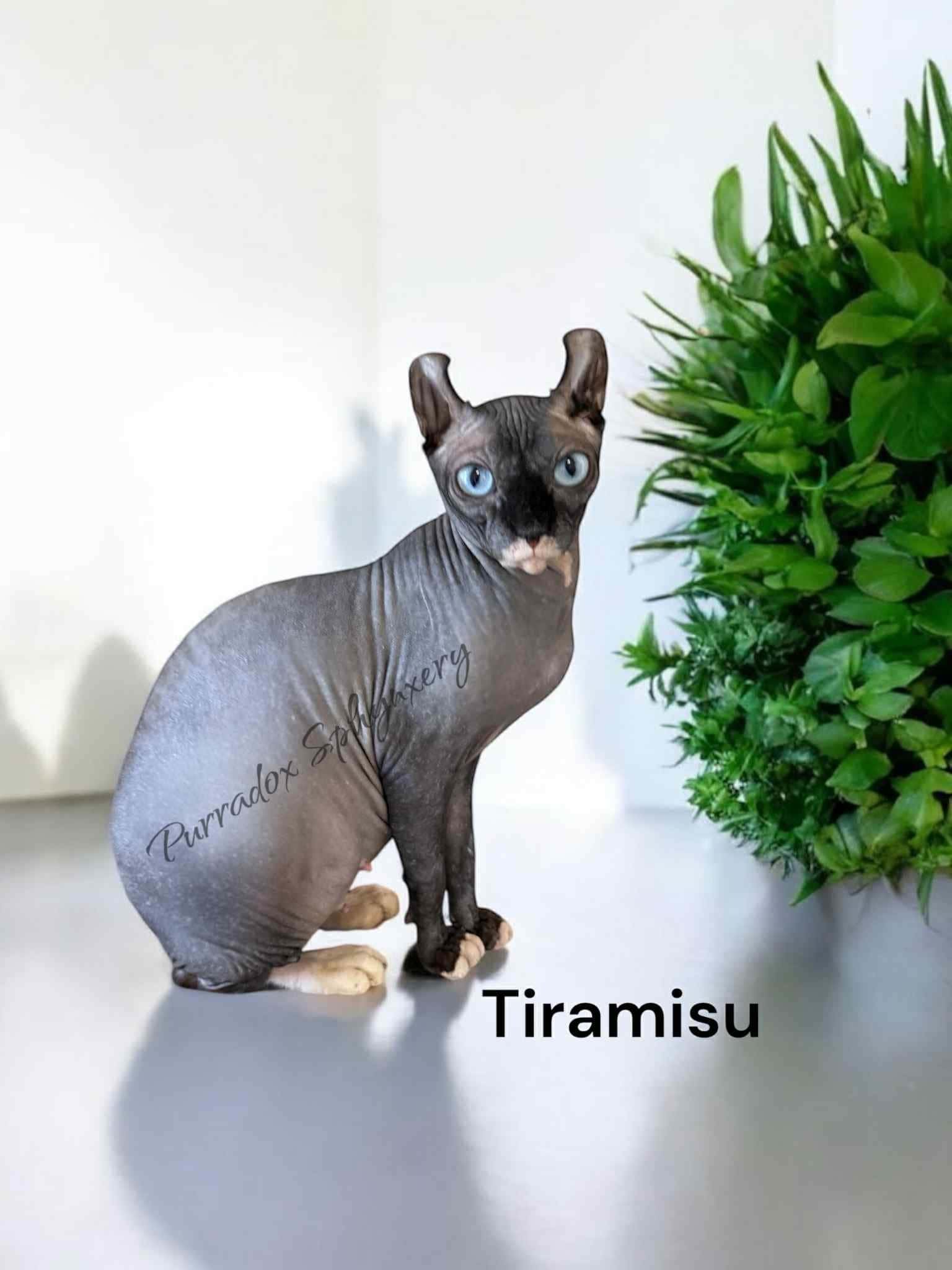 Misu Sphynx breeding cat at Purradox Sphynxery