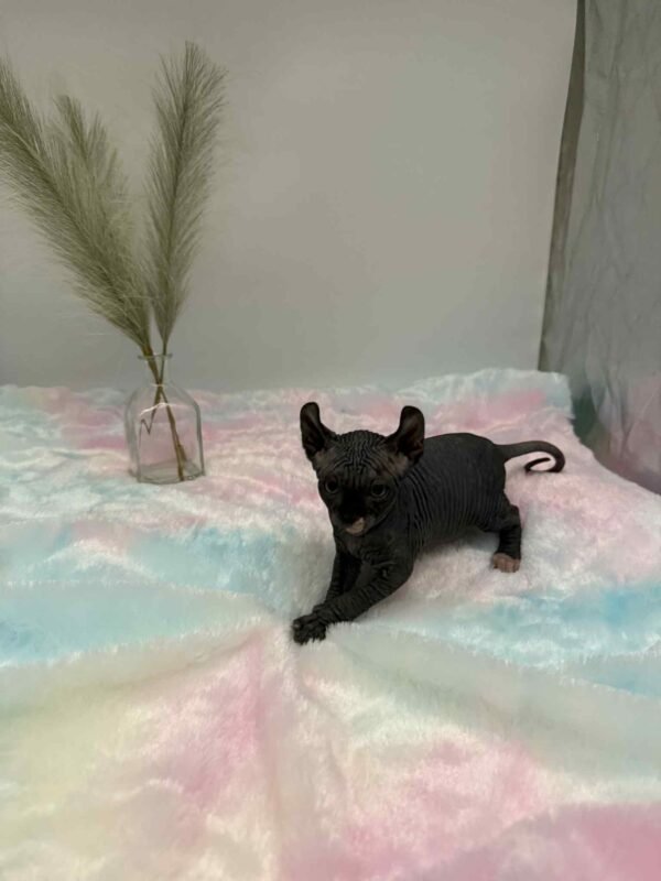 Purradox Solara Black DBE Elf Sphynx