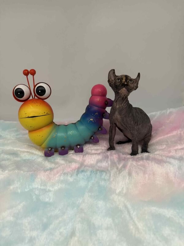 Purradox Nyxie Black Tortie Elf sphynx