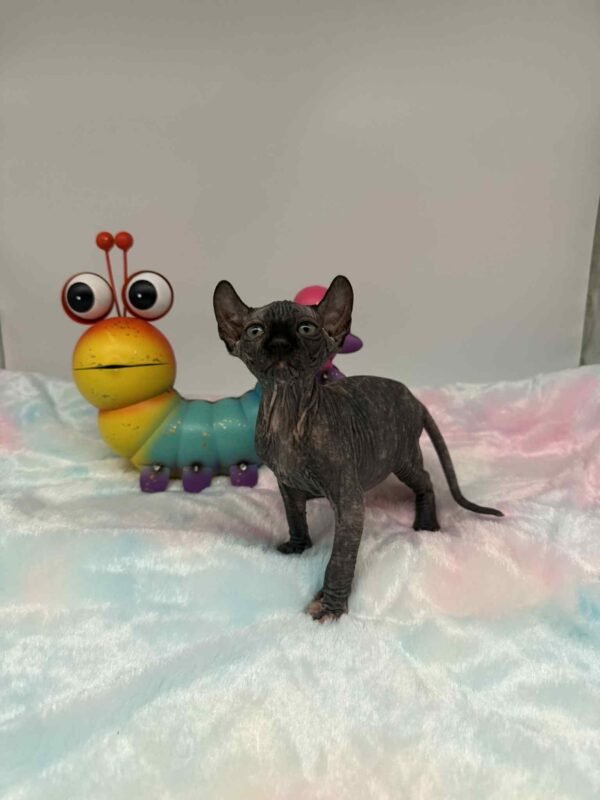 Purradox Elowen Black Tortie Elf Sphynx
