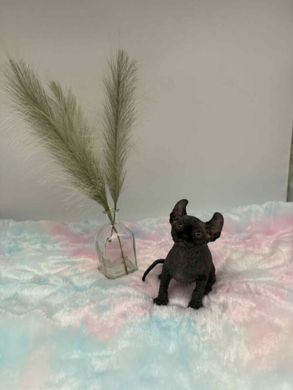 Aethera Black Elf Sphynx