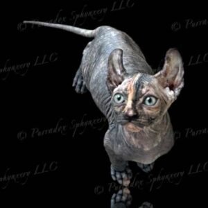 Black Tortie Elf Sphynx Nyxie