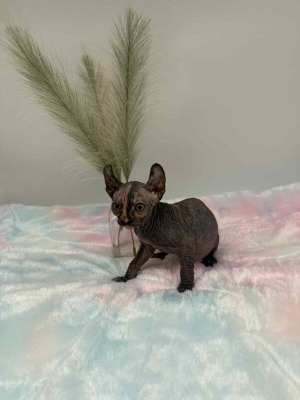 Purradox Nyxie Black Tortie Elf sphynx