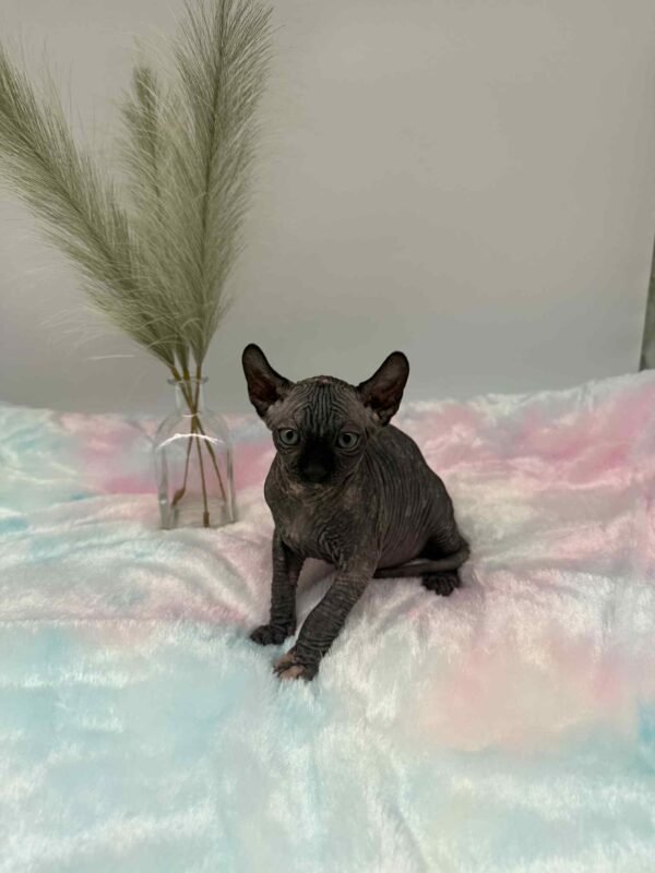 Purradox Elowen Black Tortie Elf Sphynx