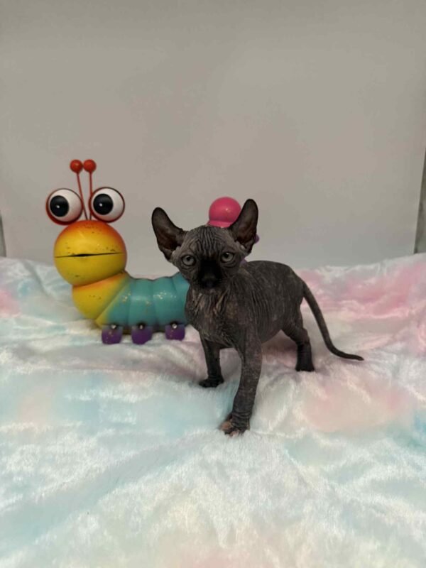 Purradox Elowen Black Tortie Elf Sphynx