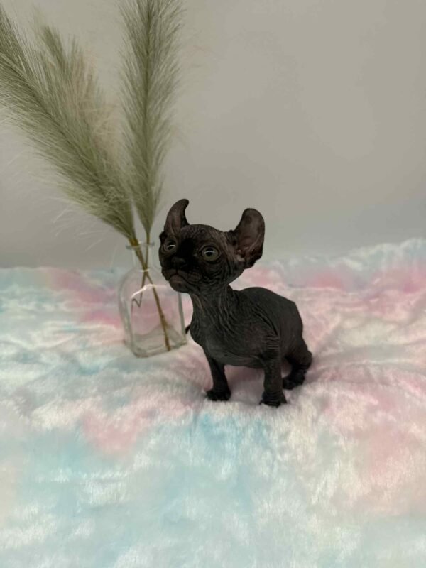 Aethera Black Elf Sphynx