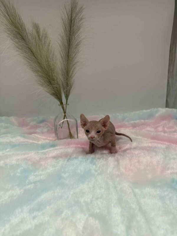 Purradox Fenix Red and White Canadian Sphynx