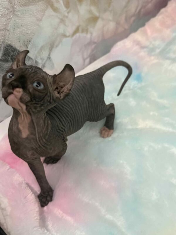 Purradox Solara Black DBE Elf Sphynx