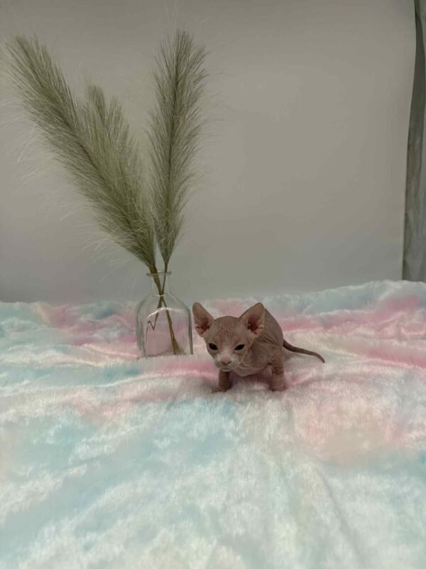Purradox Fenix Red and White Canadian Sphynx