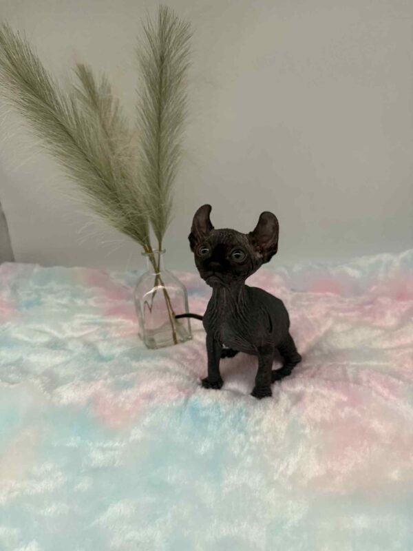 Aethera Black Elf Sphynx