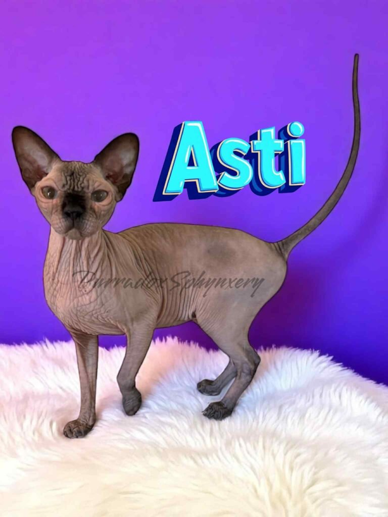 Seal Point Sphynx Queen