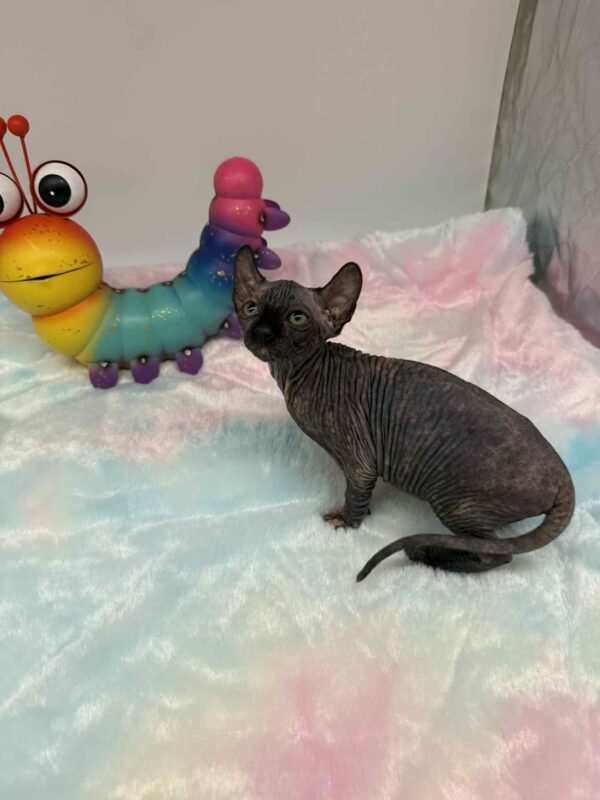 Purradox Elowen Black Tortie Elf Sphynx