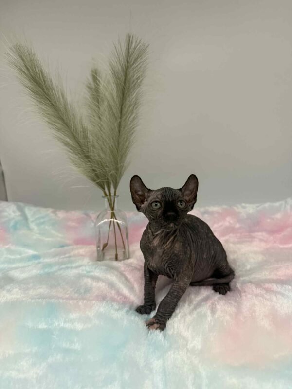 Purradox Elowen Black Tortie Elf Sphynx