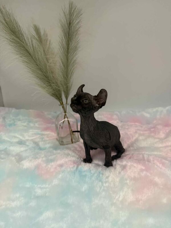 Aethera Black Elf Sphynx