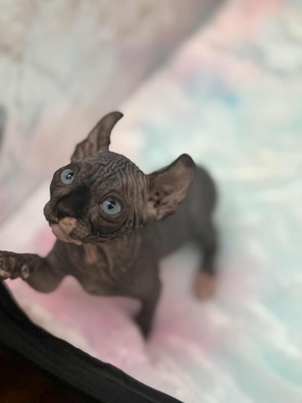 Purradox Solara Black DBE Elf Sphynx