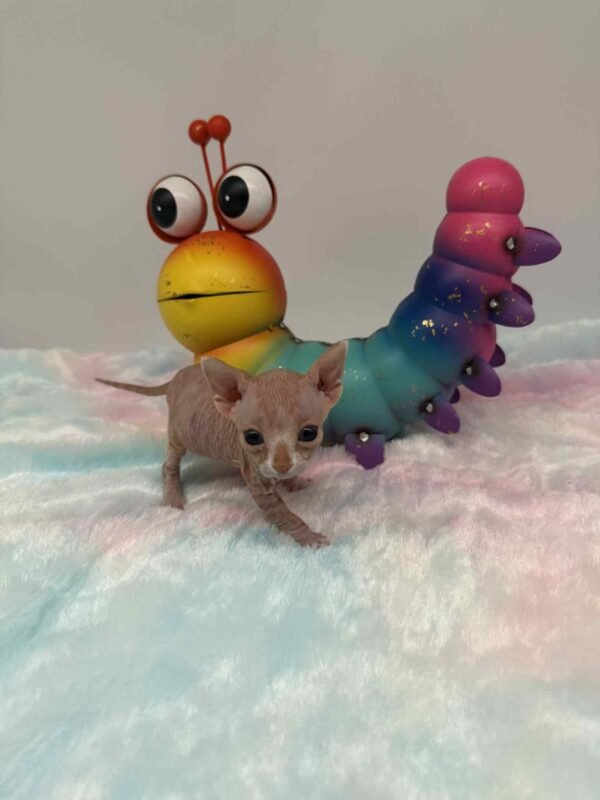 Red and White Canadian Sphynx Solis