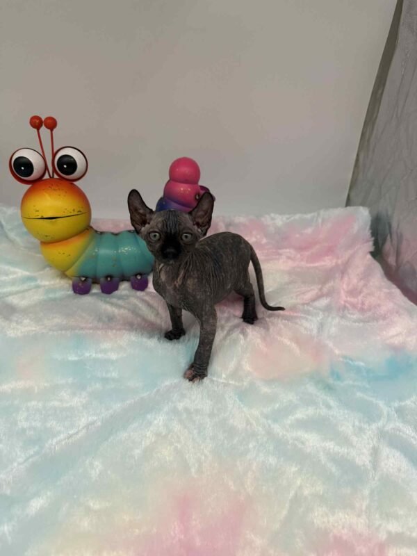 Purradox Elowen Black Tortie Elf Sphynx