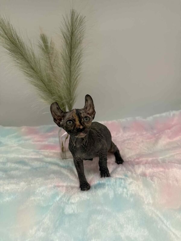 Purradox Nyxie Black Tortie Elf sphynx