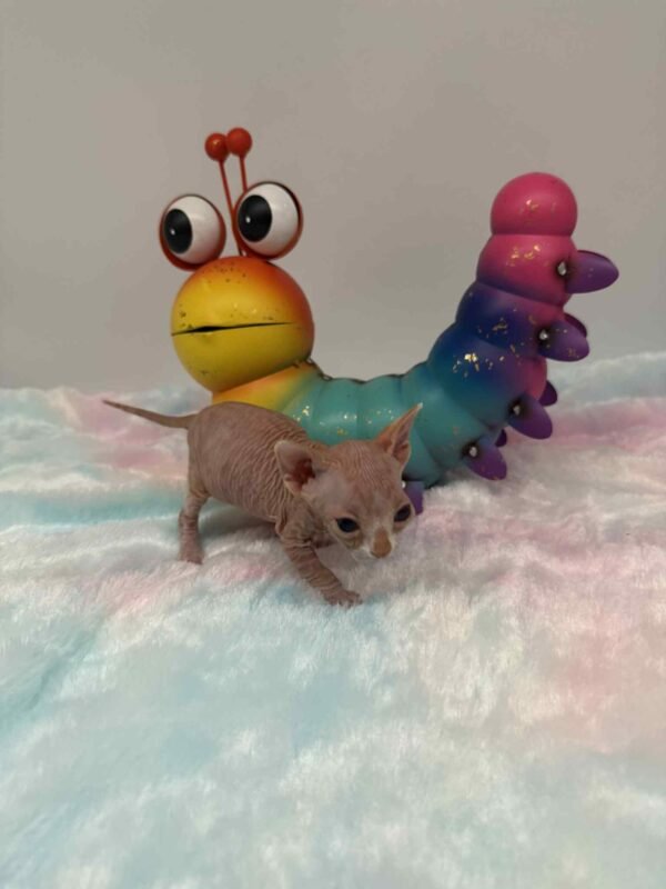 Red and White Canadian Sphynx Solis