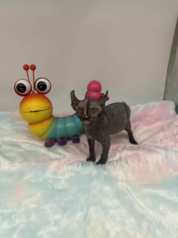 Purradox Nyxie Black Tortie Elf sphynx