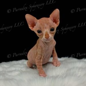 Red and White Canadian Sphynx Solis