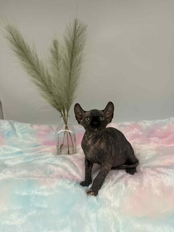 Purradox Elowen Black Tortie Elf Sphynx