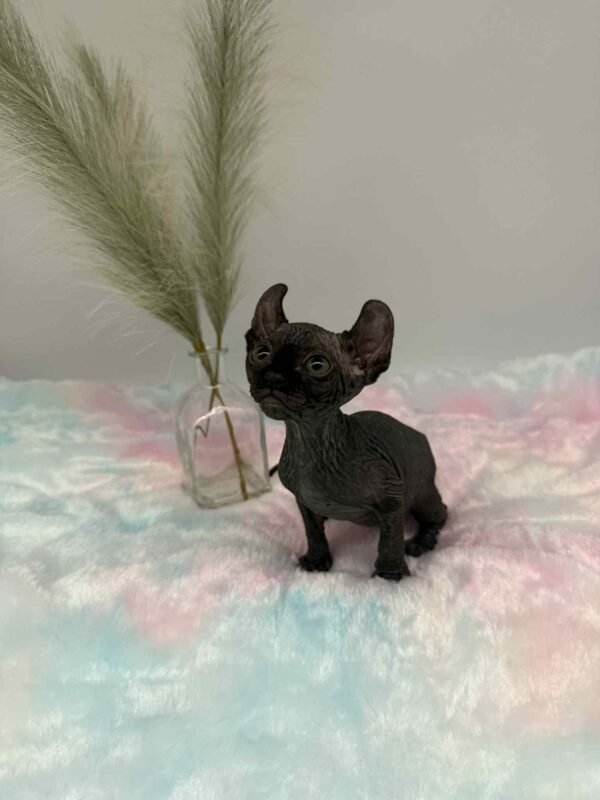 Aethera Black Elf Sphynx