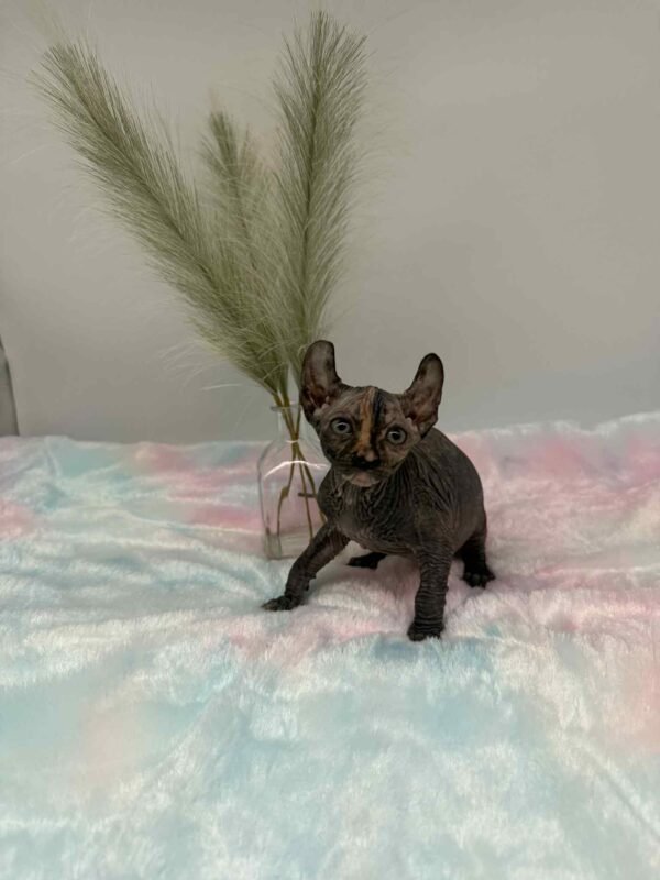 Purradox Nyxie Black Tortie Elf sphynx