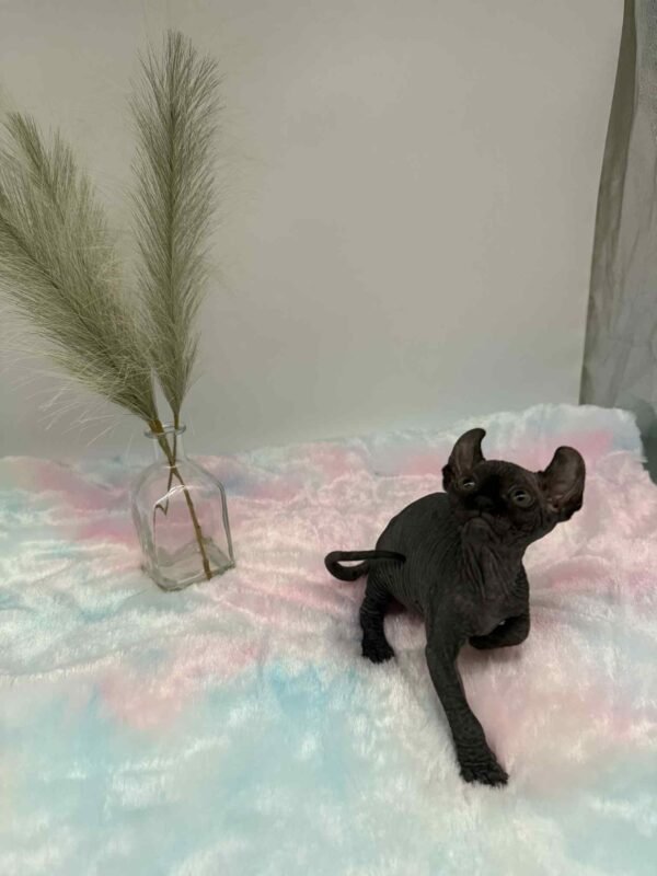 Aethera Black Elf Sphynx