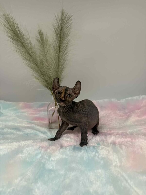 Purradox Nyxie Black Tortie Elf sphynx
