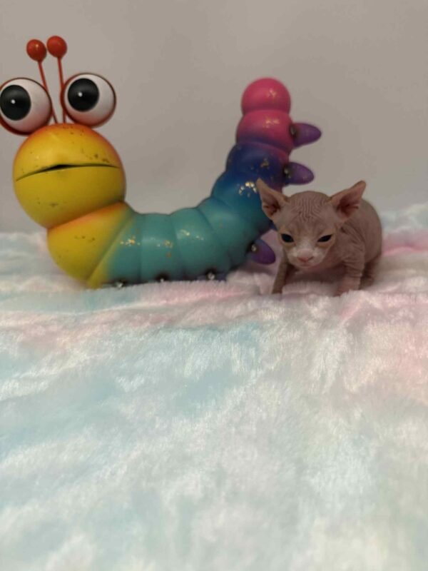 Purradox Fenix Red and White Canadian Sphynx