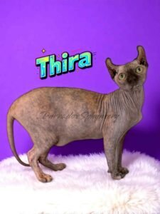 Chocolate Tortie Elf Sphynx
