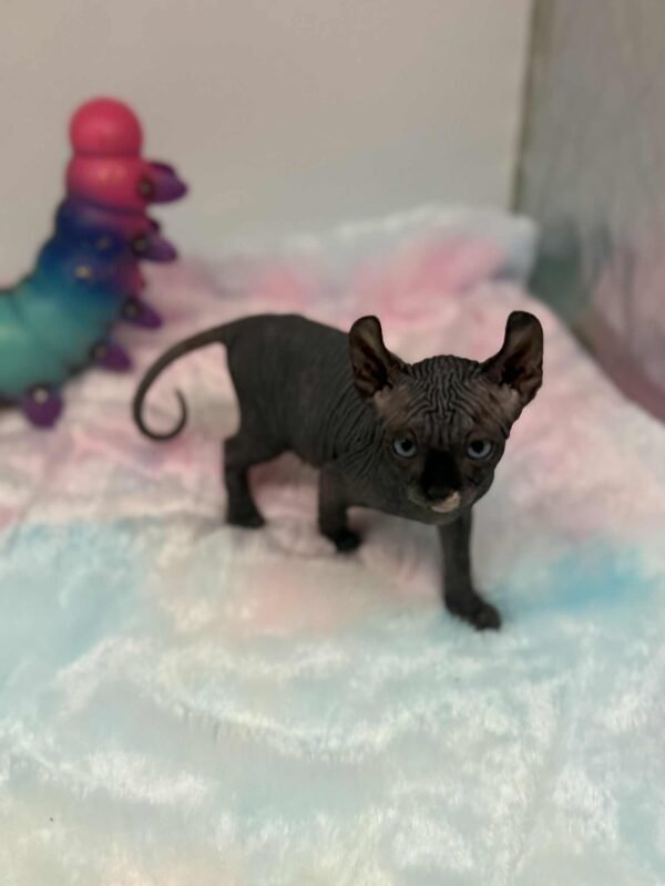 Purradox Solara Black DBE Elf Sphynx