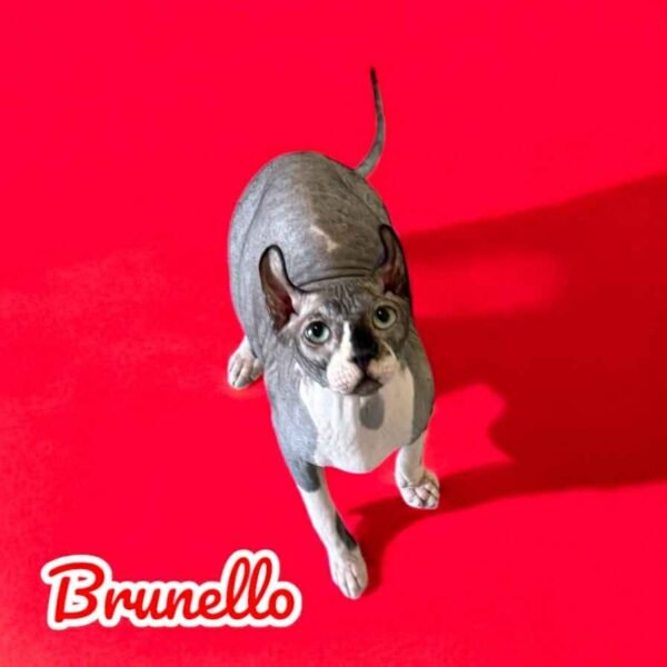 brunello black bicolor elf sphynx