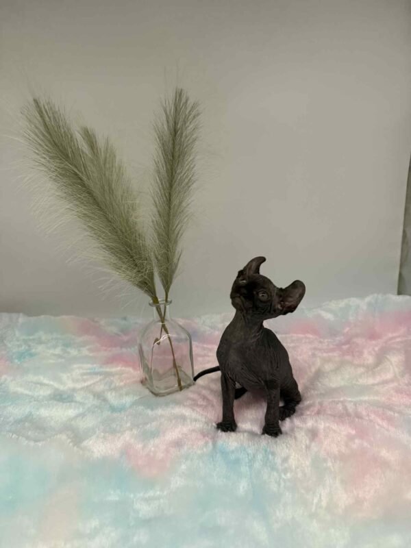 Aethera Black Elf Sphynx