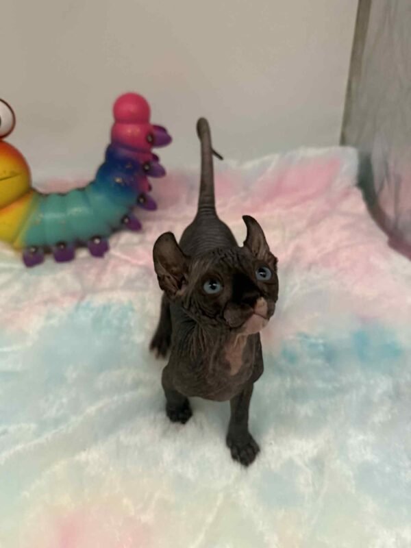Purradox Solara Black DBE Elf Sphynx
