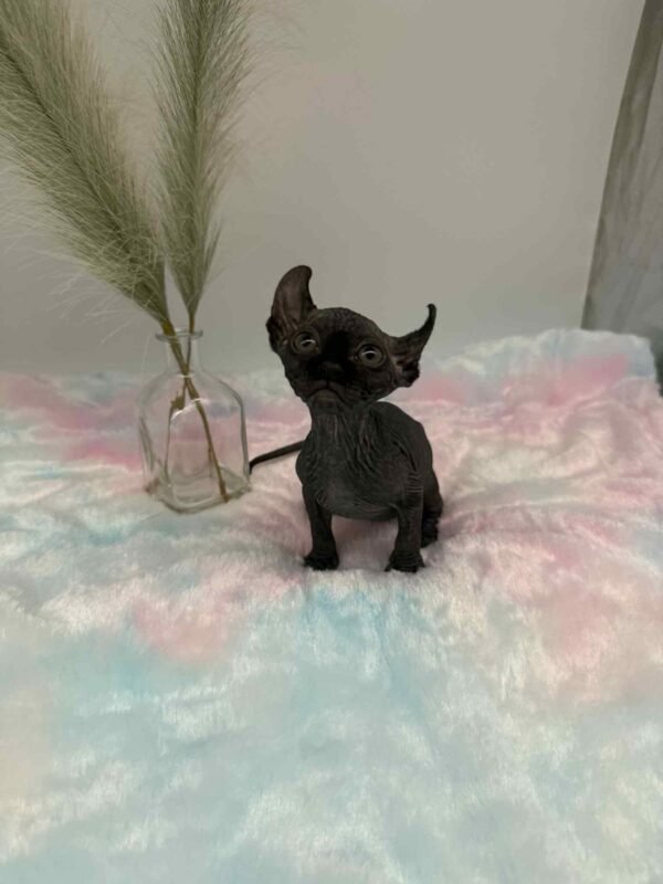 Aethera Black Elf Sphynx