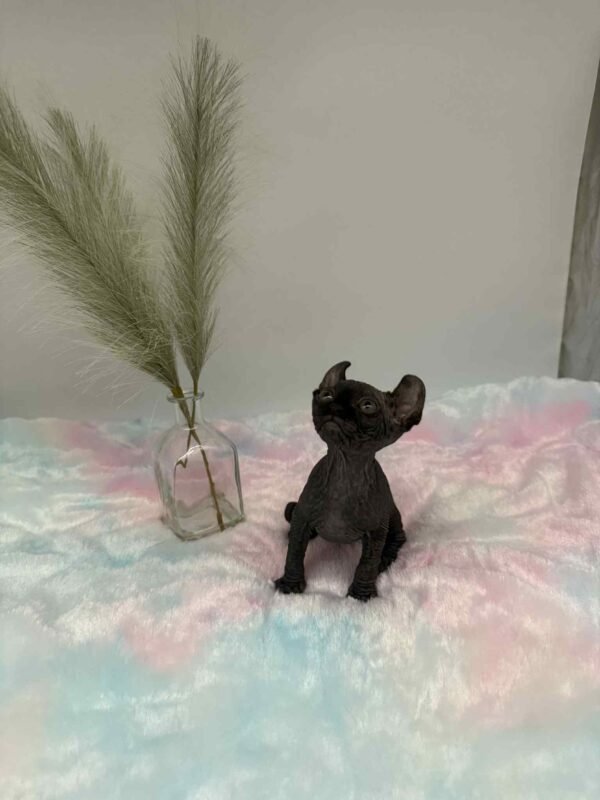 Aethera Black Elf Sphynx