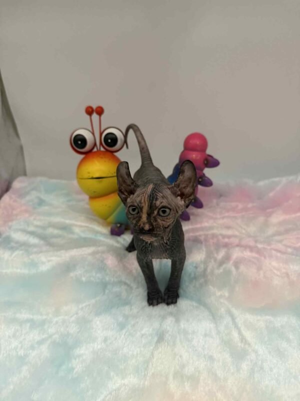 Purradox Nyxie Black Tortie Elf sphynx
