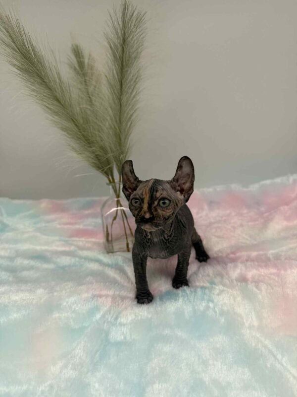 Purradox Nyxie Black Tortie Elf sphynx