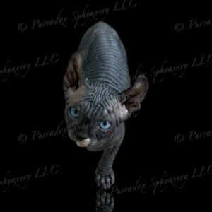 Black DBE Elf Sphynx Solara
